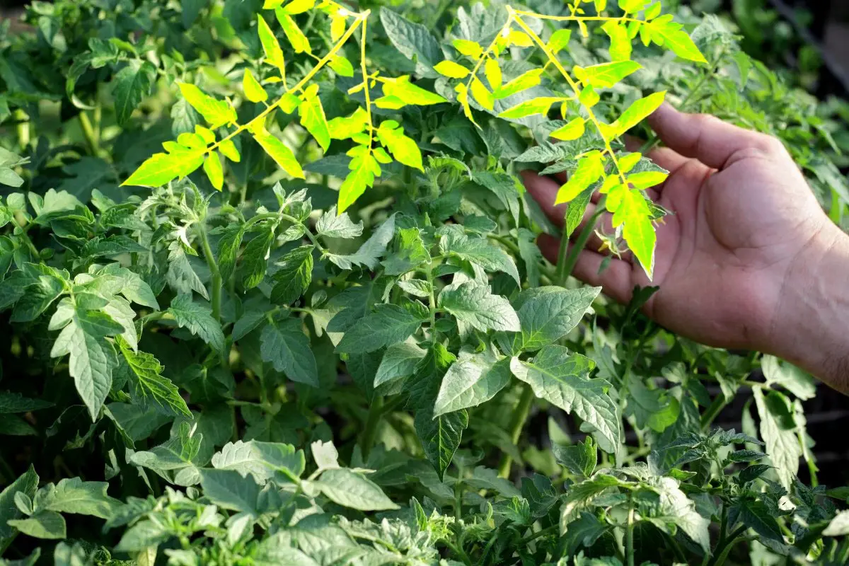 Major Reasons For Yellow Leaves On Tomato Plants In Containers