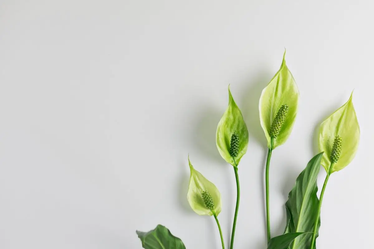 Peace Lily Yellow Leaves - Reasons And How To Fix It