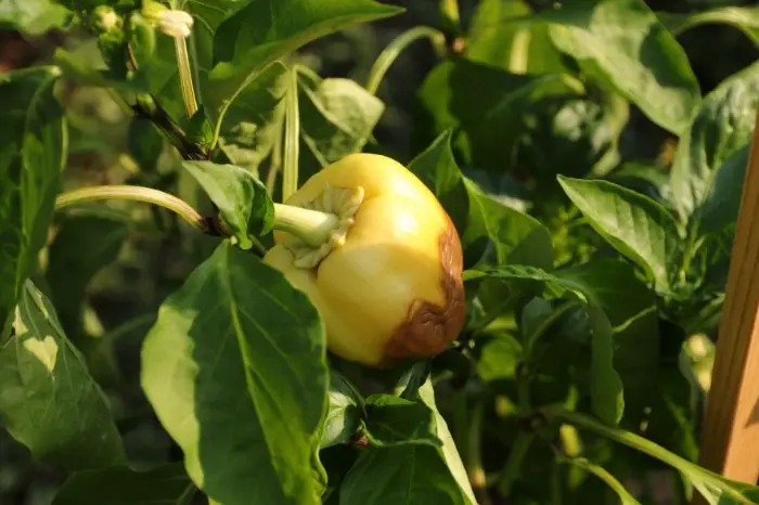 Pepper Rotting On Plant: What Causes Blossom End Rot