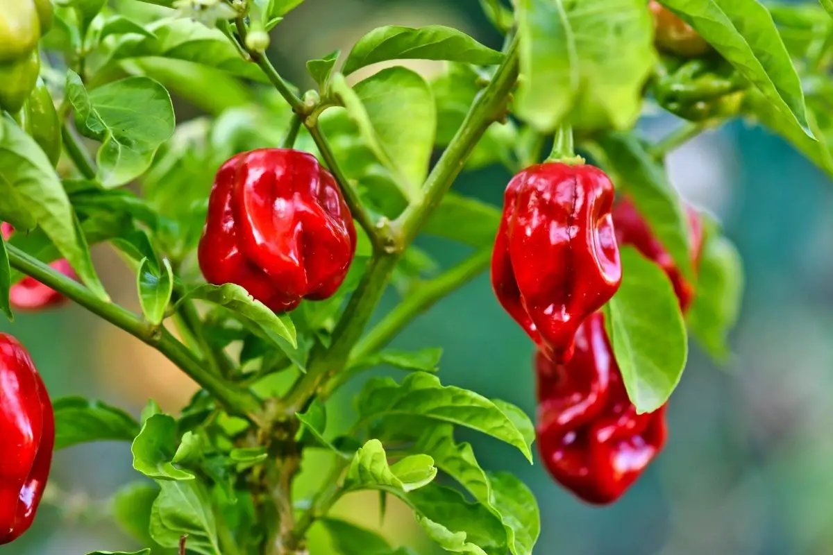 Peppers Rotting On Plant – Causes And Solutions