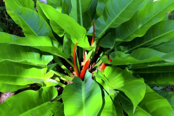 Philodendron Thai Sunrise - Quick Info About Them