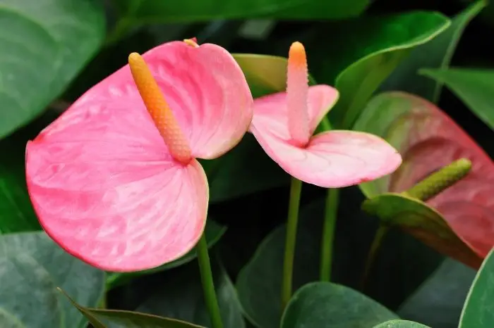 Some Fascinating Details About Anthurium Ace Of Spades