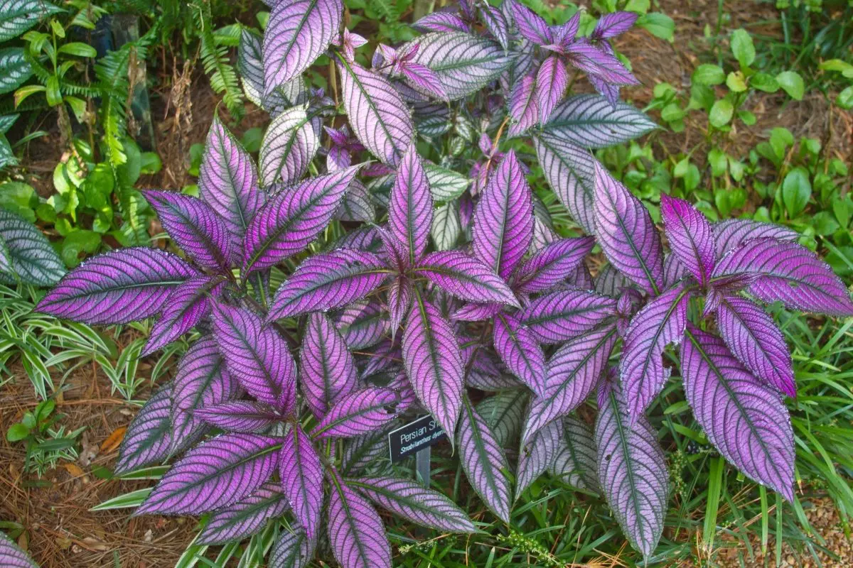 Some Interesting List Of Plant With Purple And Green Leaves