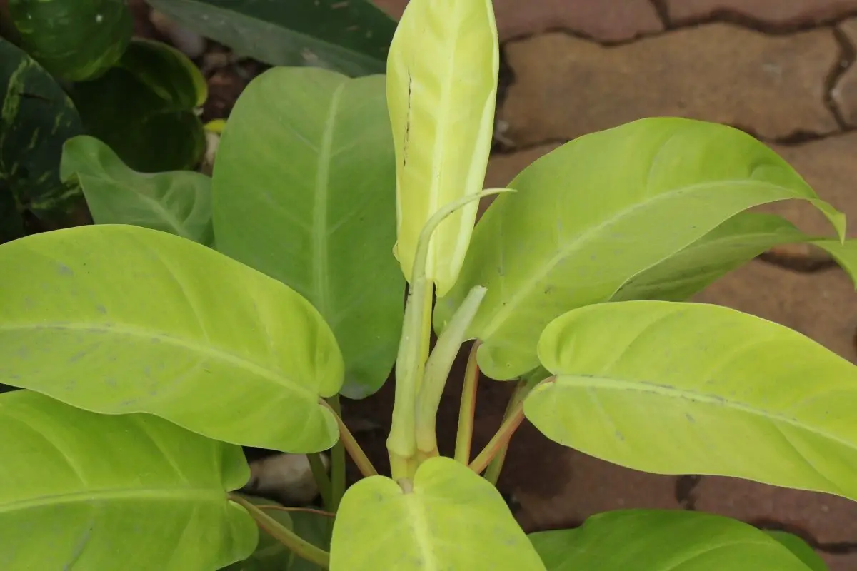 The Ultimate Care Guide To Growing Philodendron Thai Sunrise