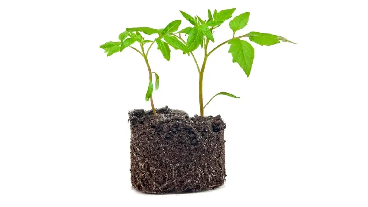 How Deep Do Tomato Roots Grow?