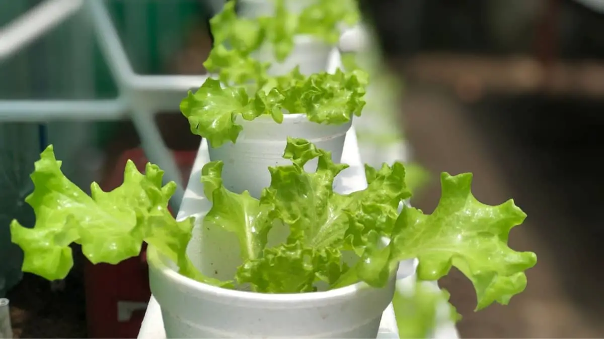 How Long Does It Take For Lettuce To Grow? 