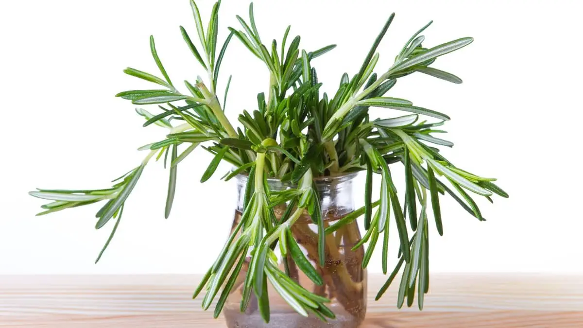 5 Ways On How To Propagate Rosemary 