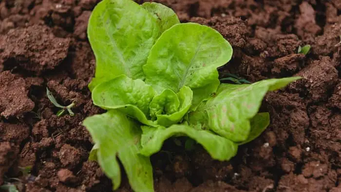 What is the quickest lettuce to grow?