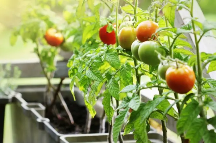 What Type Of Fertilizer For Tomatoes? The Ideal NPK Ratio