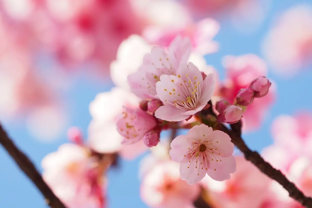 10 Facts About Cherry Blossom Japanese Meaning