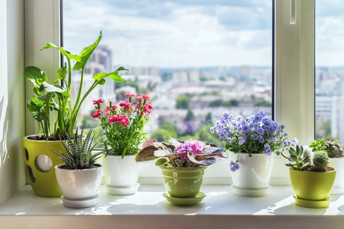 11 Best West Facing Window Plants