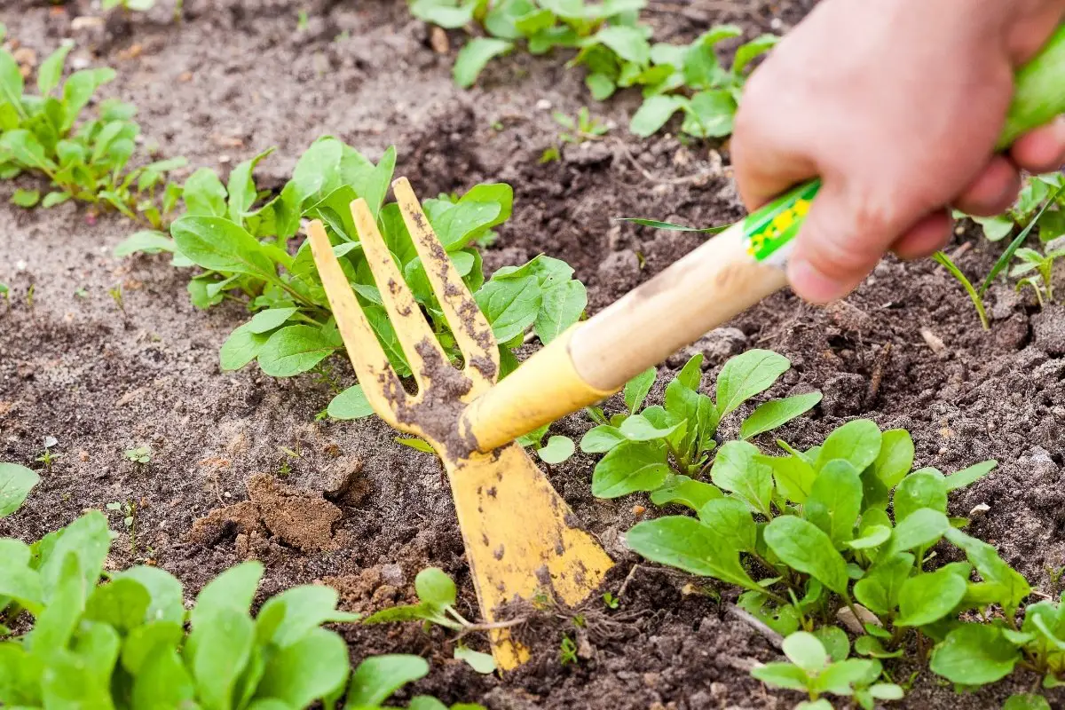 5 Reasons Why Every Gardener Needs A Weed Remover Tool