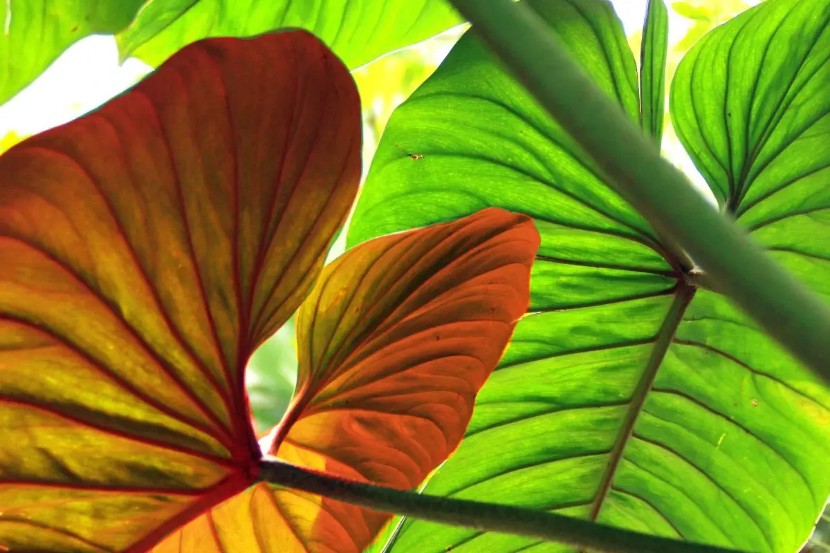 8 Facts About The Philodendron Red Moon