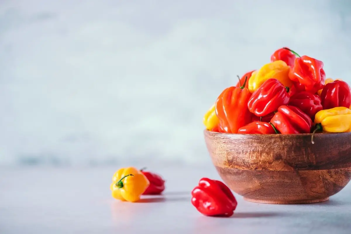 All You Need To Know About Habanero Vs Scotch Bonnet 