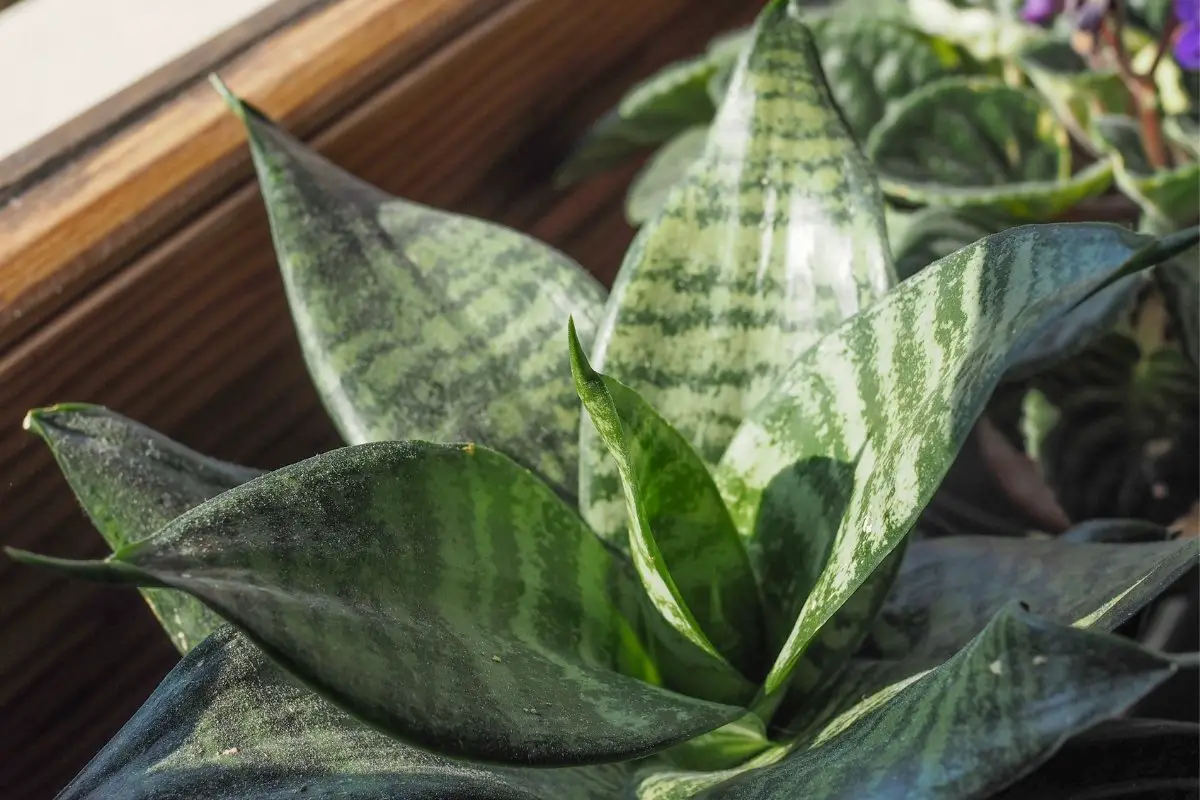 All You Need To Know About Sansevieria Night Owl