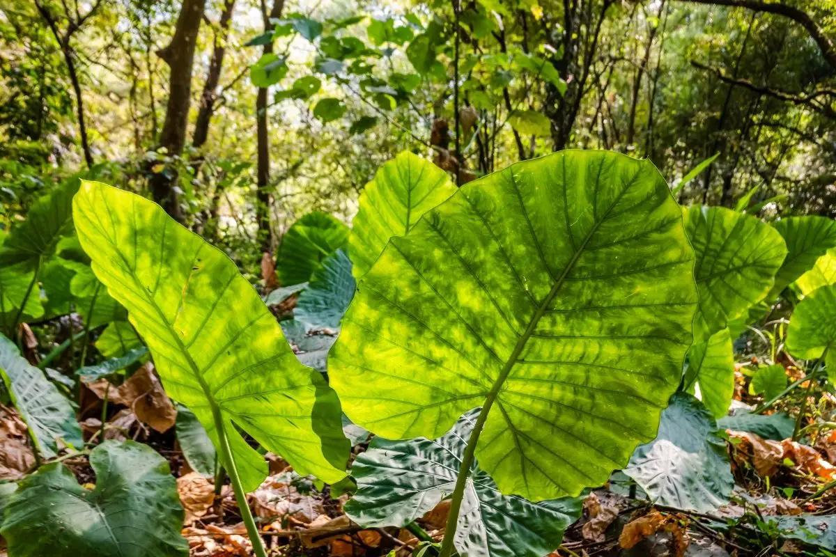An Indepth Study On Alocasia Sumo 