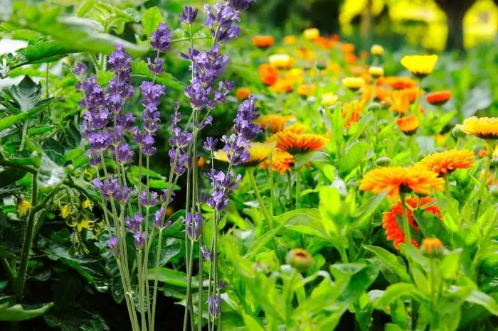 Benefits Of Companion Planting - Deter Insect Pests