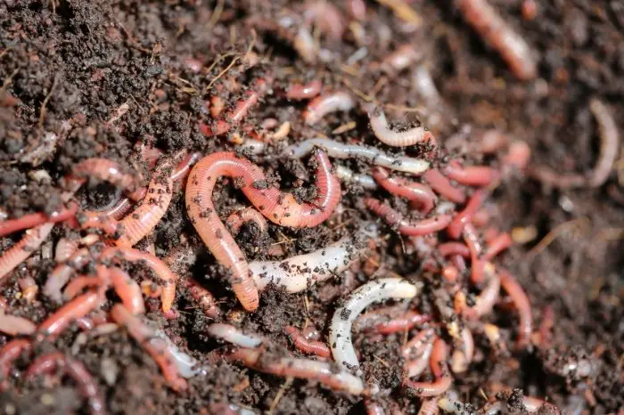 Best Worms For Vegetable Gardens - Earthworms