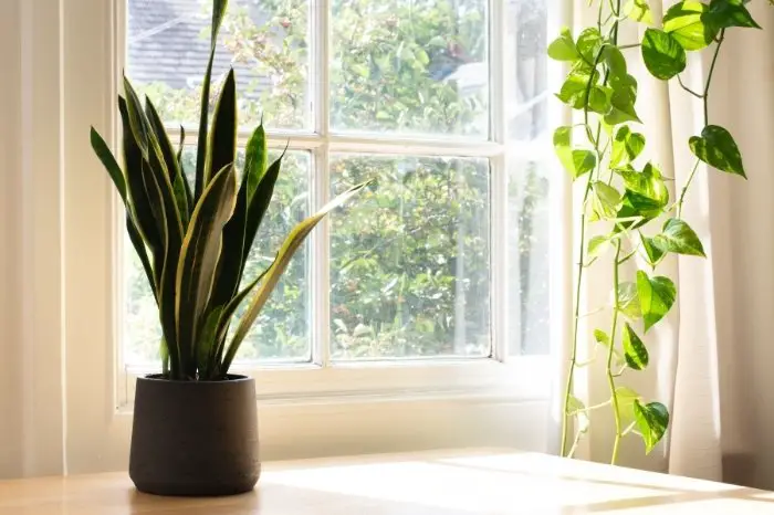 Care And Maintenance For A Bedroom Snake Plant