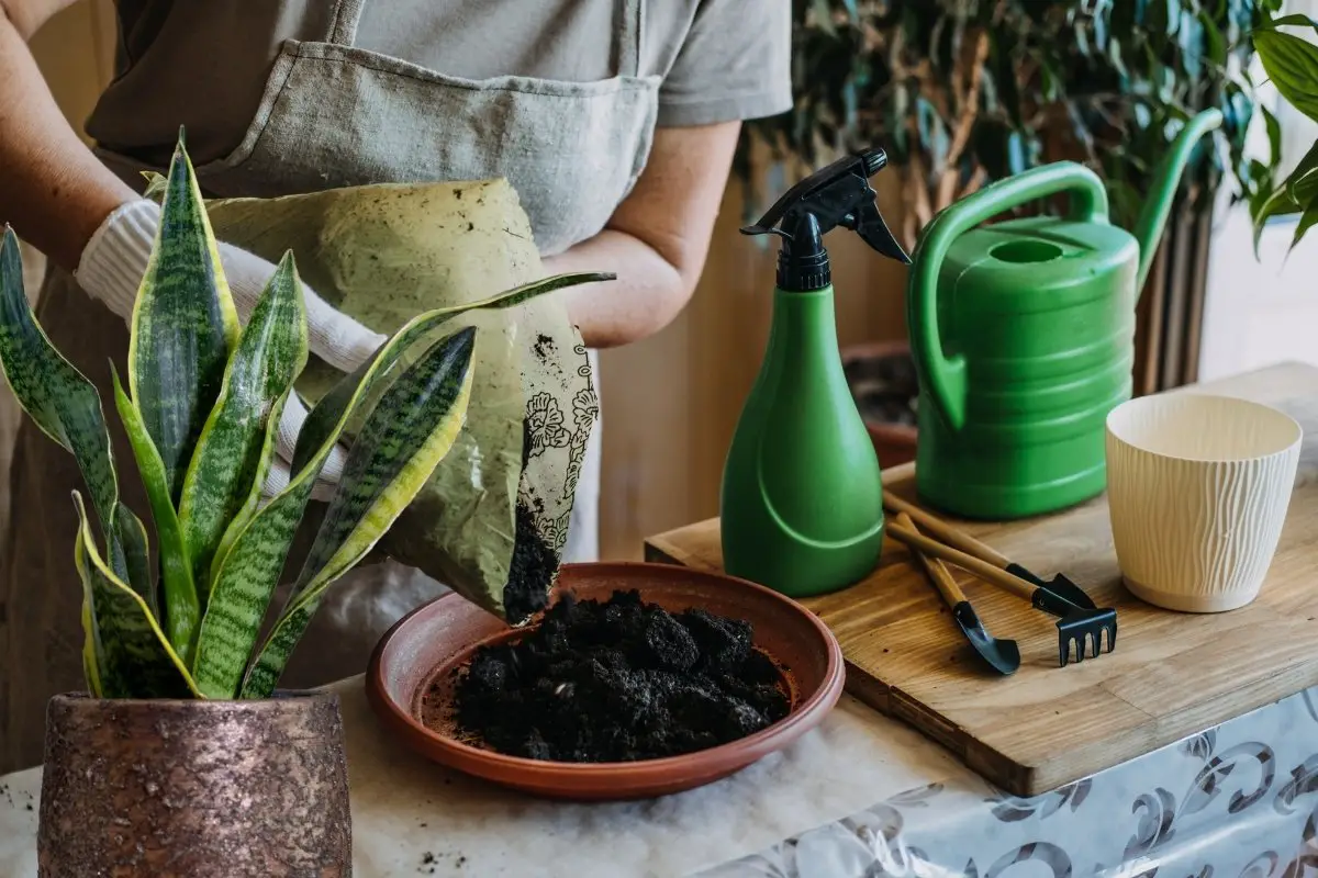 Everything You Need To Know About Repotting A Snake Plant