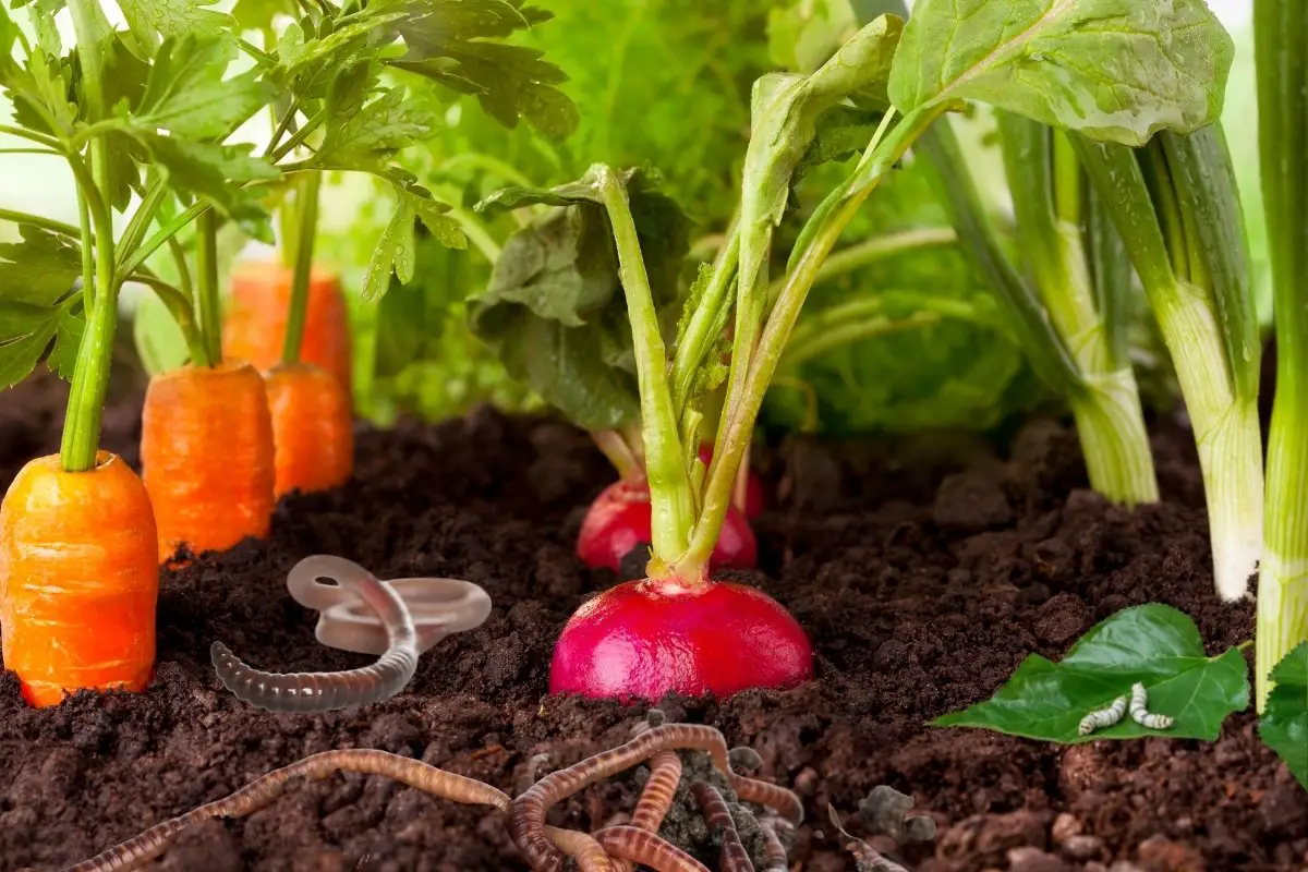 Get To Know Some Of The Best Worms For Vegetable Garden