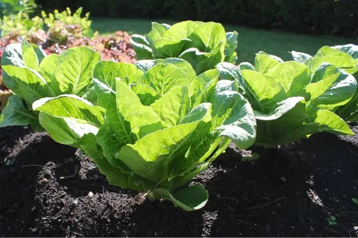 How Much Sun Does Lettuce Need? Lettuce Sun Requirements