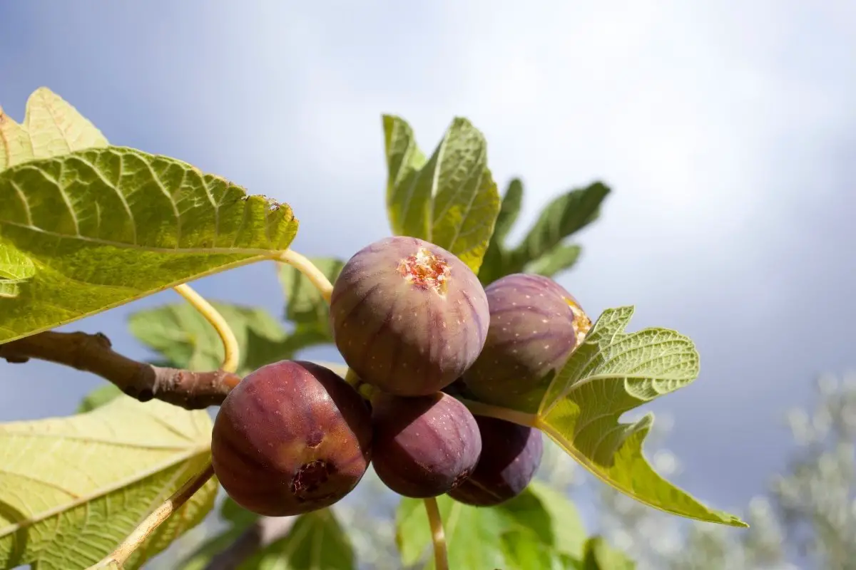 How to propagate fig tree