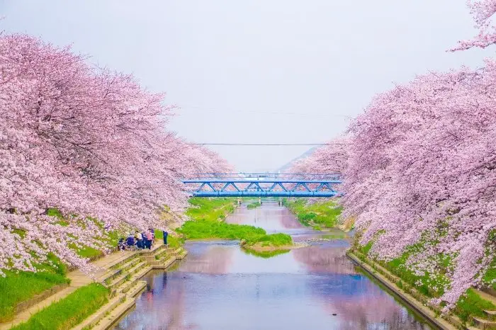 Interesting Facts About Cherry Blossom Japanese Meaning You Should Know