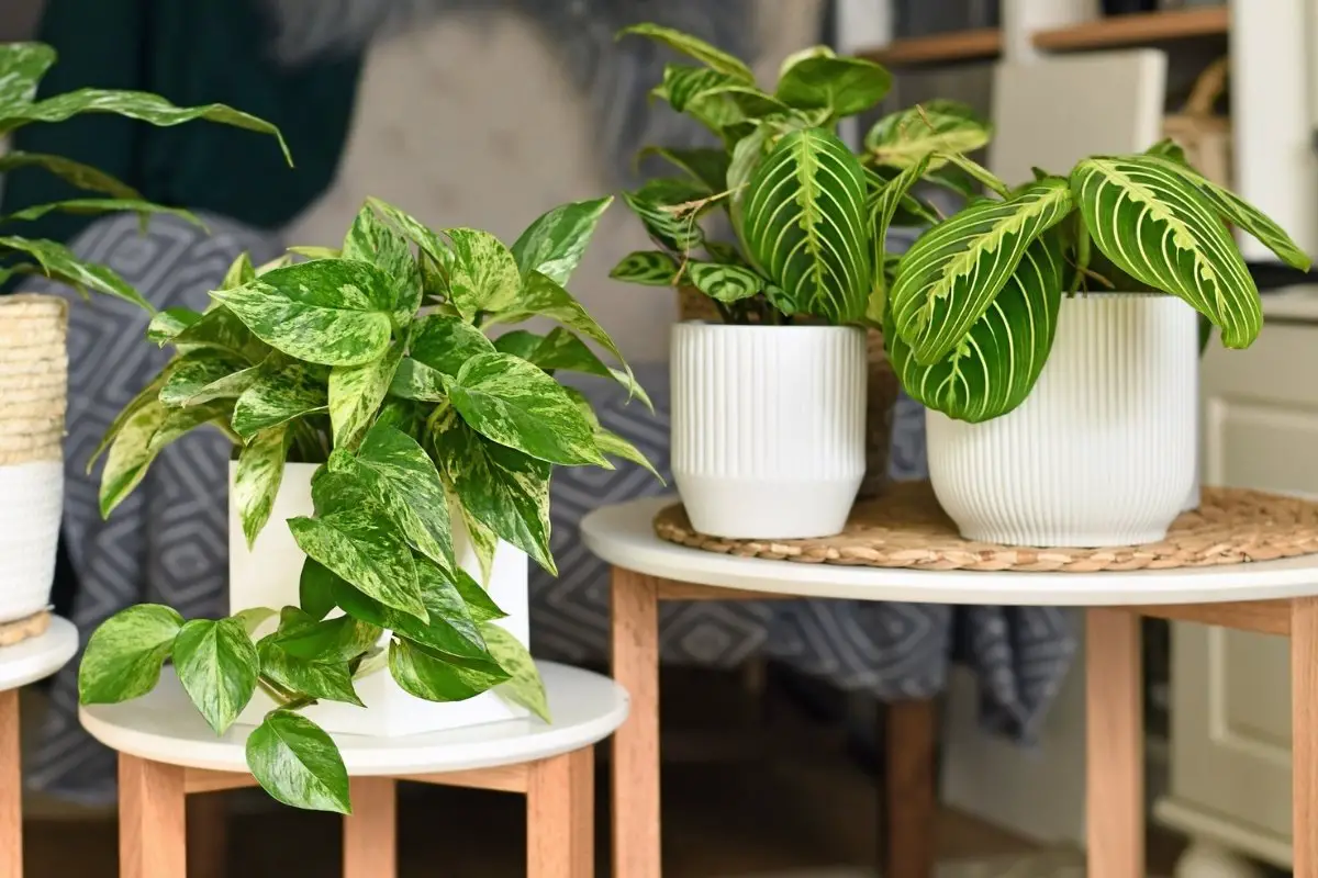 Prayer Plant Problems And Possible Remedies