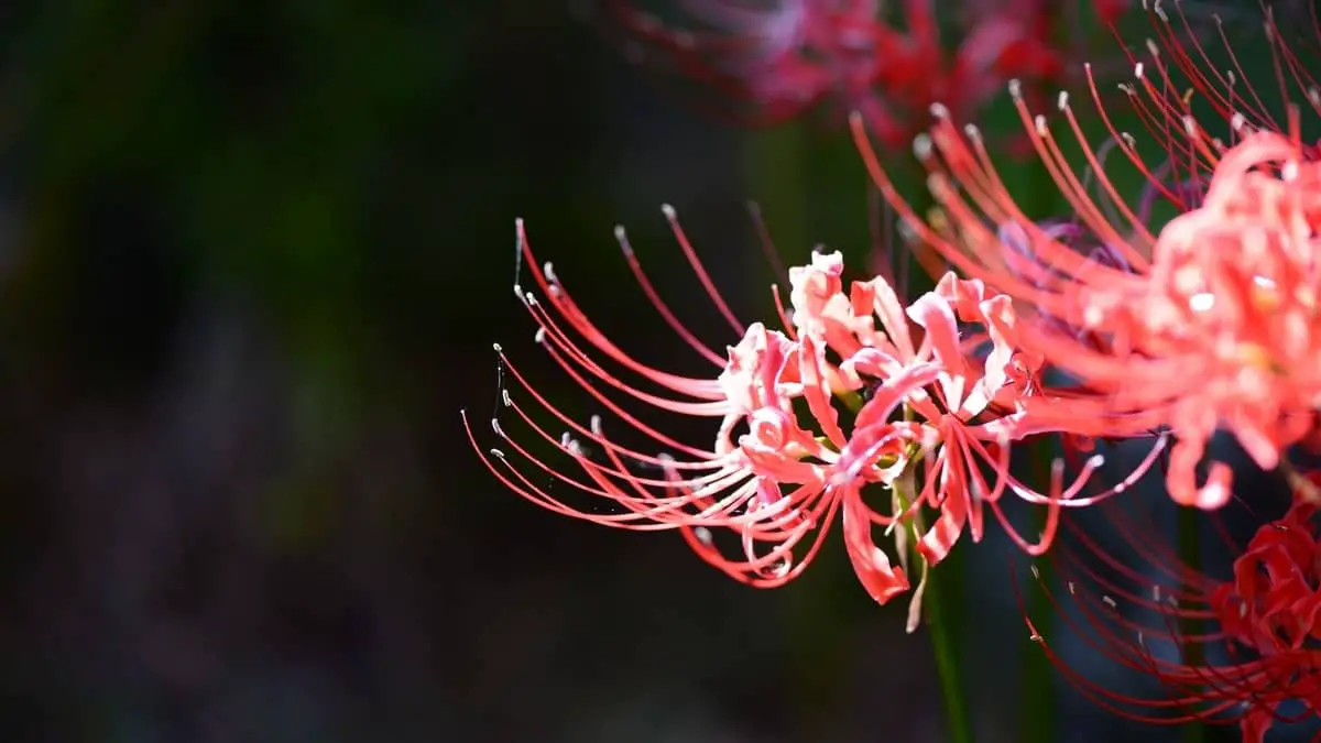 Growing The Pink Spider Lily From Seed
