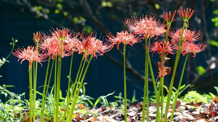 What does the pink spider lily symbolize