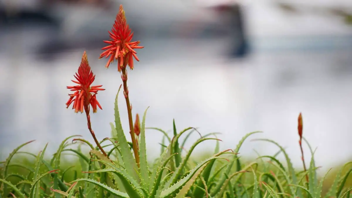 Everything You Need To Know About Aloe Vera Bloom