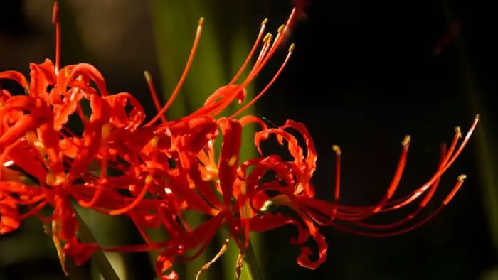 What does a red spider lily symbolize