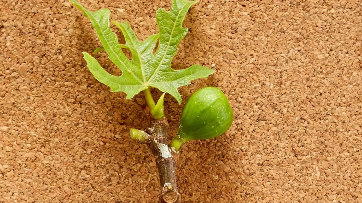Can You Use Fig Tree Cuttings To Grow A New Tree? 
