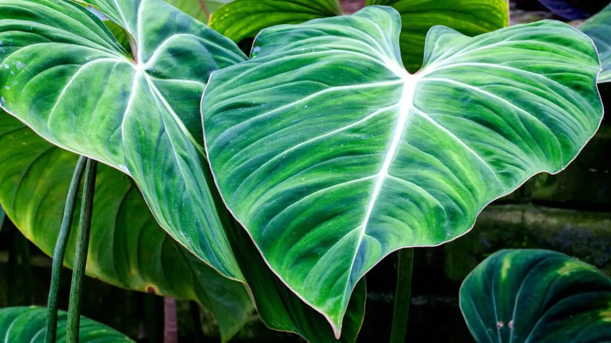 10 Things You Need To Know When Growing Philodendron Giganteum 