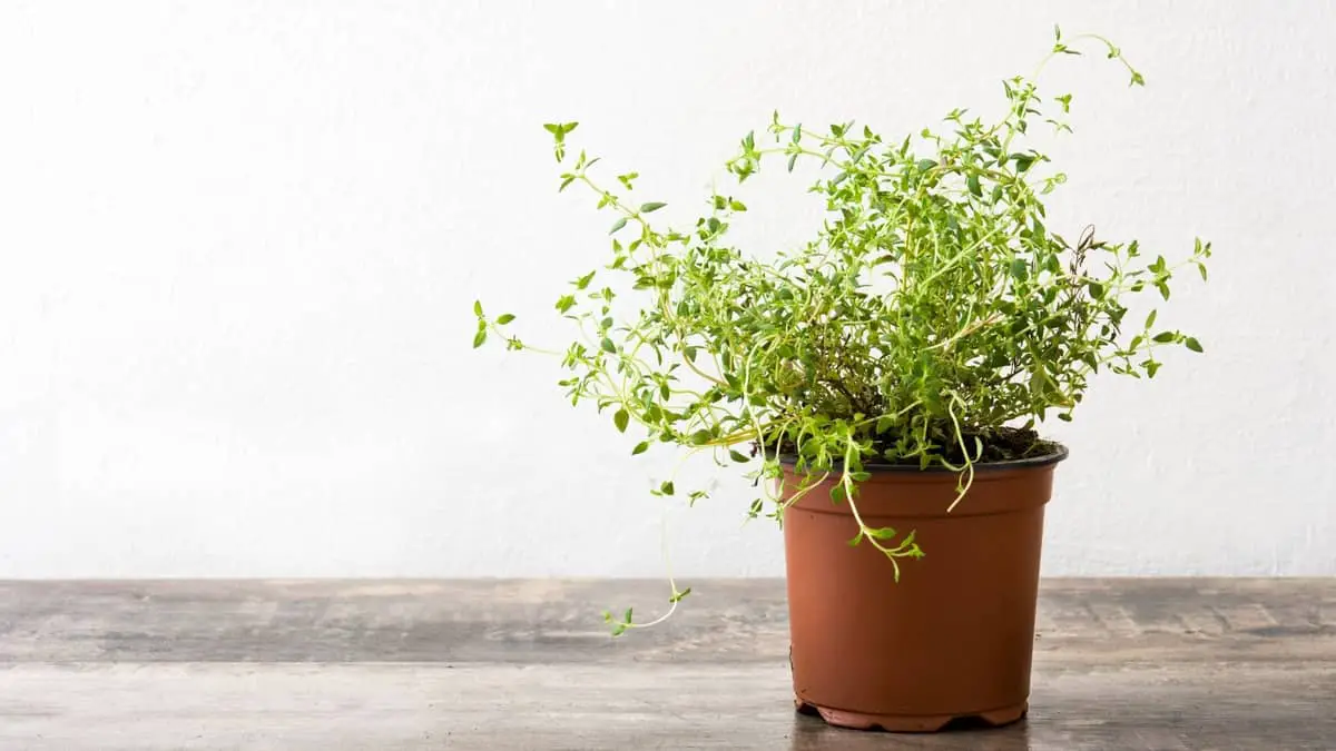 3 Major Ways How To Propagate Thyme