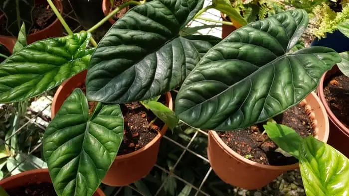 What is the rarest Alocasia