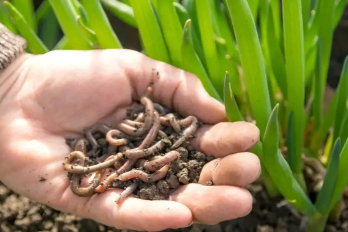 What Are The Benefits Of Adding Worms To Garden