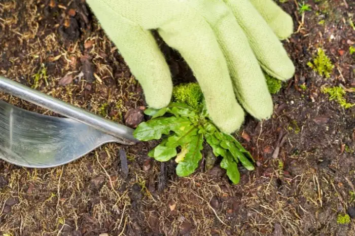 What Is A Weed Remover Tool
