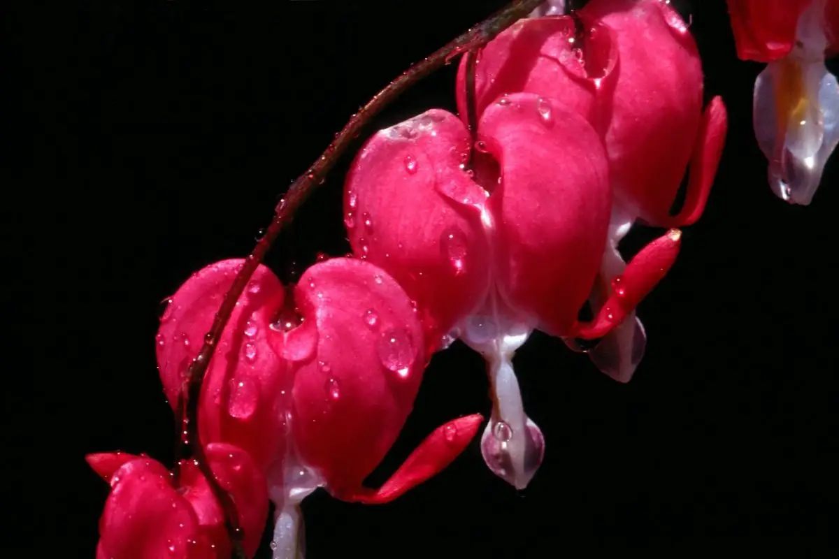 What Is The Bleeding Heart Flower Meaning