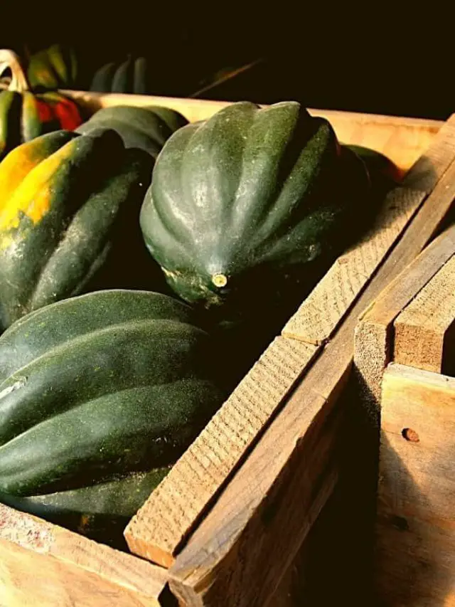 How Do You Know When Acorn Squash Is Prepared For Picking?