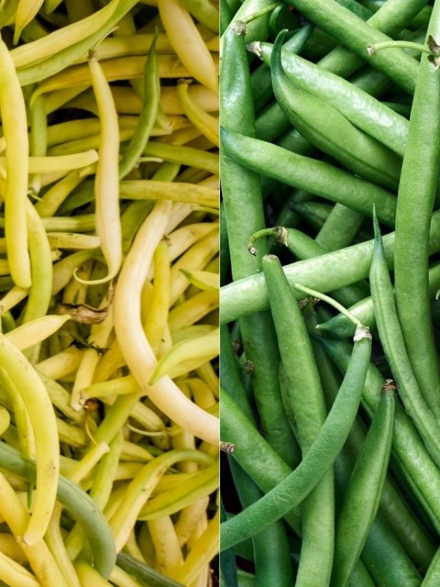 yellow beans vs green beans        <h3 class=