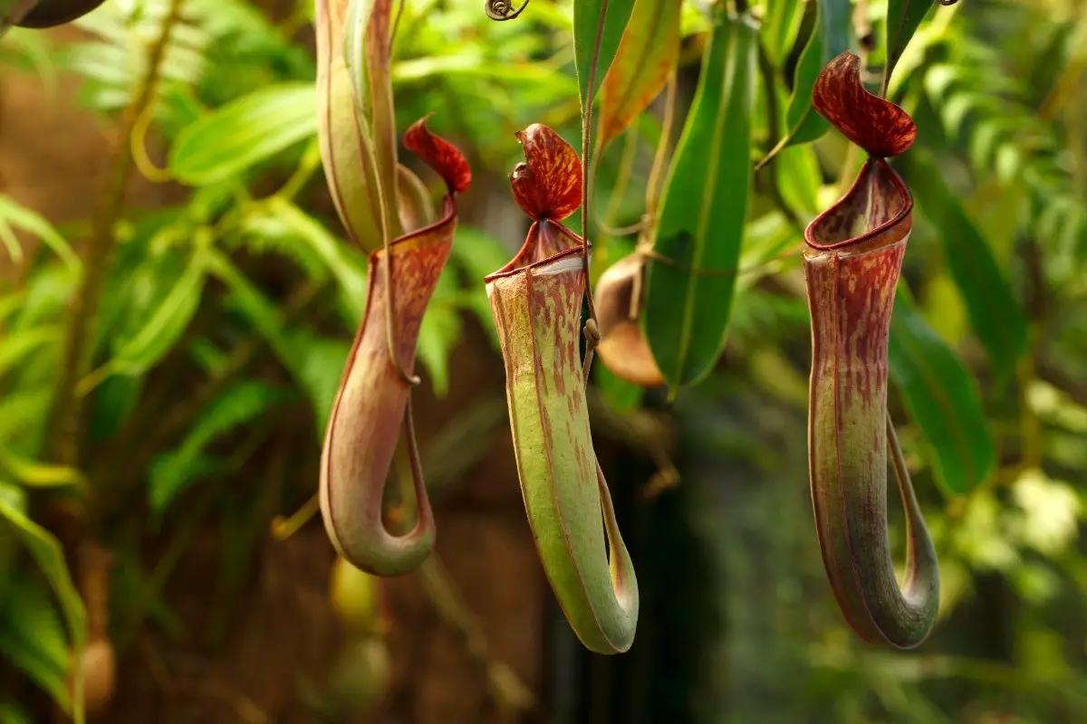 A Guide On Feeding A Pitcher Plant - How To Do It