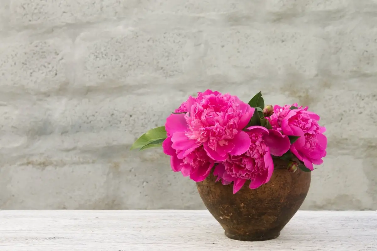 A Guide On Growing Peonies In Pots