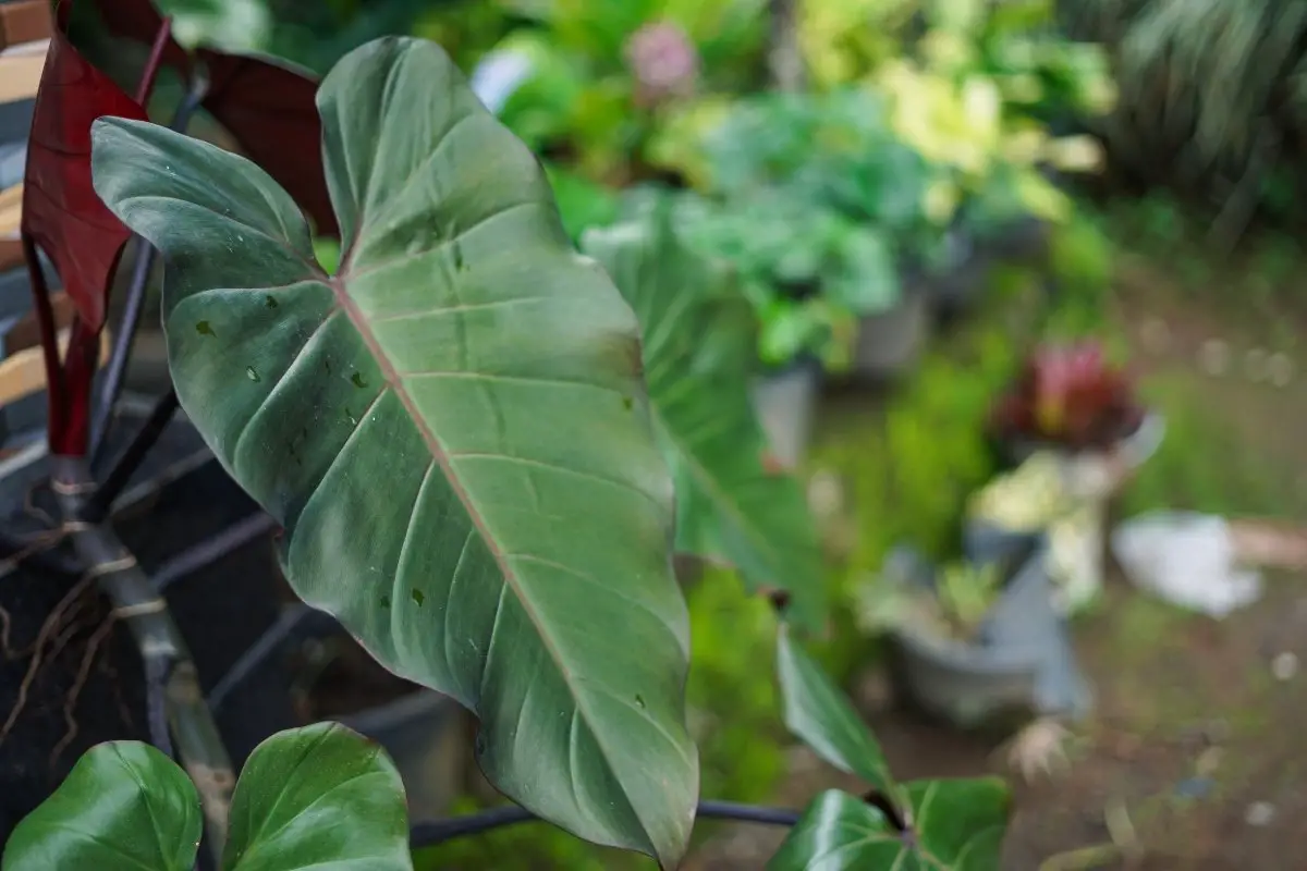 A Step By Step Guide On Philodendron Erubescens Propagation