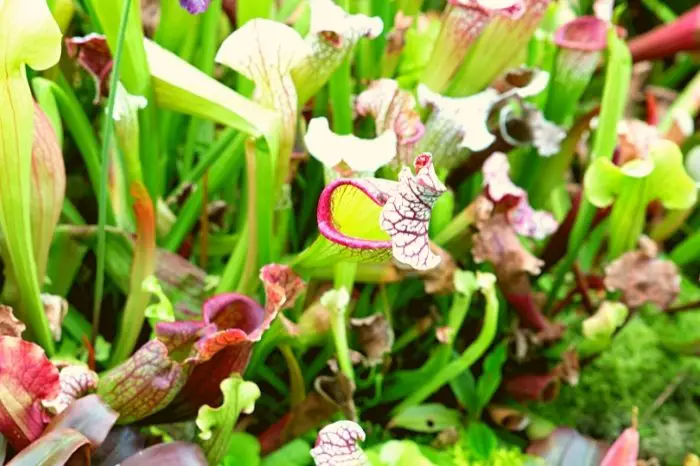 About The Pitcher Plant