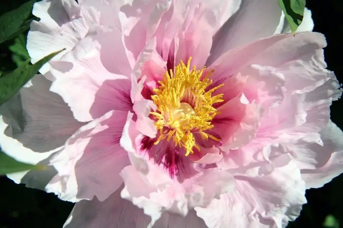 Basic Structure Of A Peony Flower