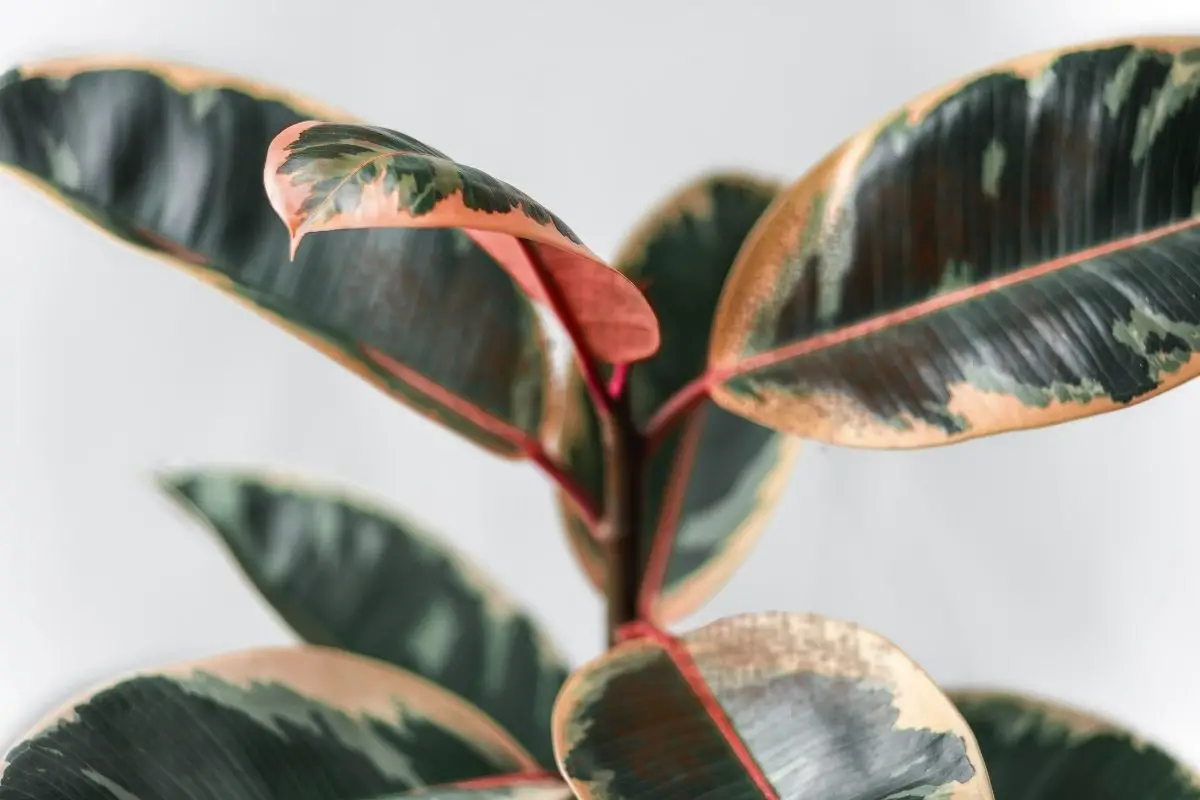 Causes Of Rubber Plant Spots On Leaves And How To Fix It