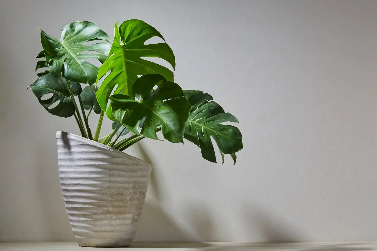 How To Cut Off Small Monstera Leaves To Improve Its Look