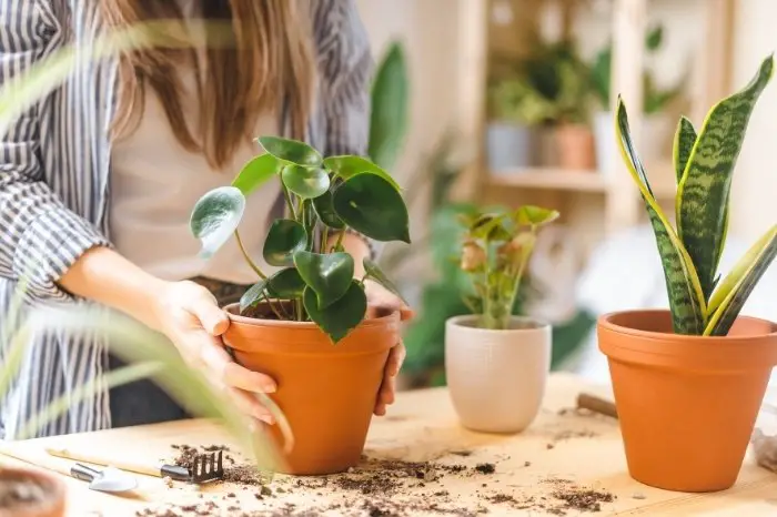 How To Keep Potted Plants From Falling Over - Choose The Right Pot
